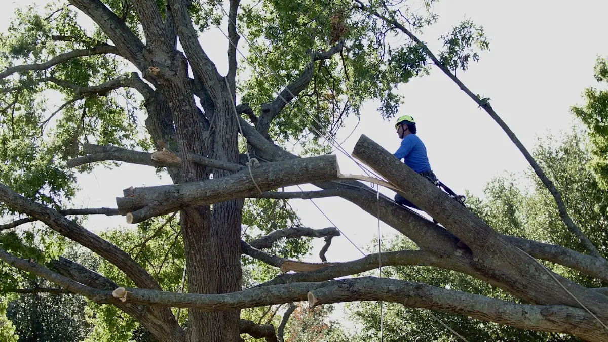 Professional Hazardous Tree Removal performed by certified arborists in La Honda