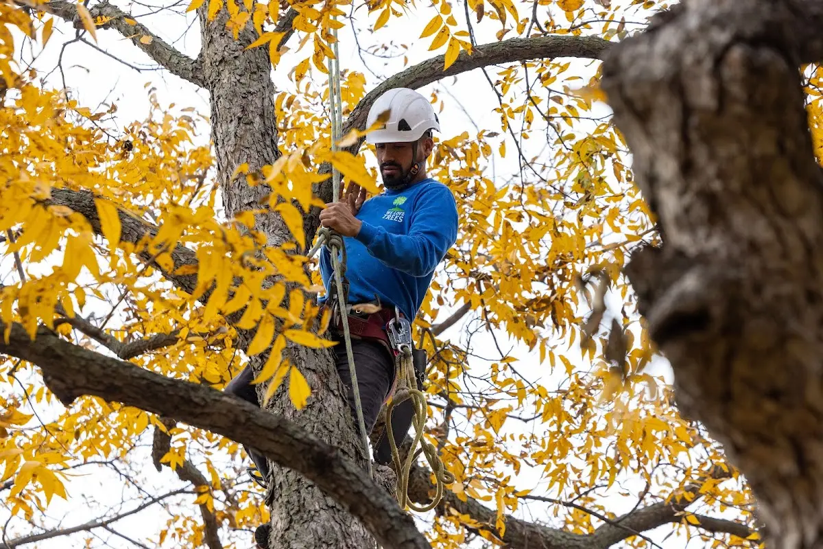 Skilled Tree Transplanting crew working in La Honda