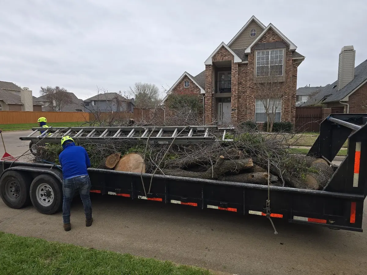 Expert Tree Pest Control with proper safety equipment in La Honda